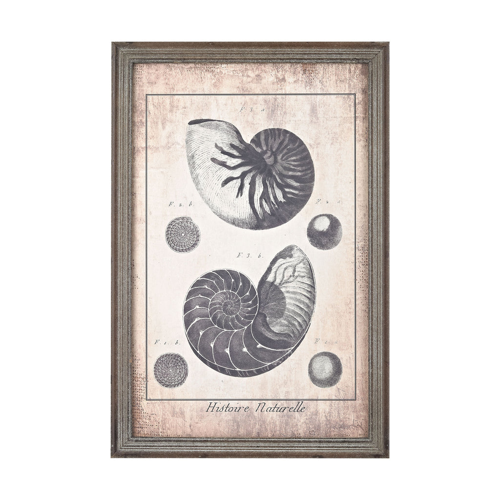 3138-245 Shell Print in Blue, Wall Decor, Sterling, - ReeceFurniture.com - Free Local Pick Ups: Frankenmuth, MI, Indianapolis, IN, Chicago Ridge, IL, and Detroit, MI