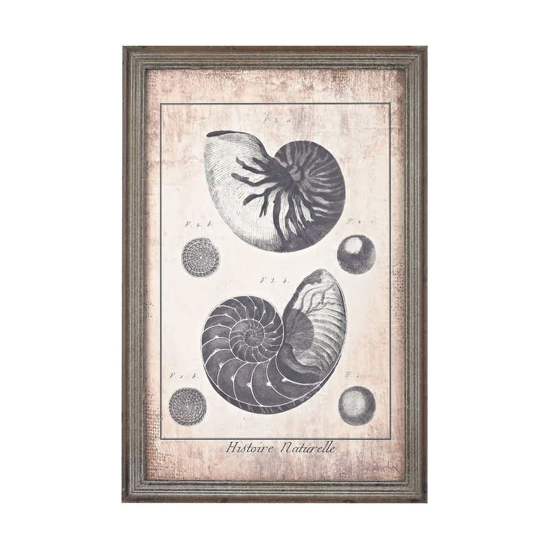 3138-245 Shell Print in Blue, Wall Decor, Sterling, - ReeceFurniture.com - Free Local Pick Ups: Frankenmuth, MI, Indianapolis, IN, Chicago Ridge, IL, and Detroit, MI