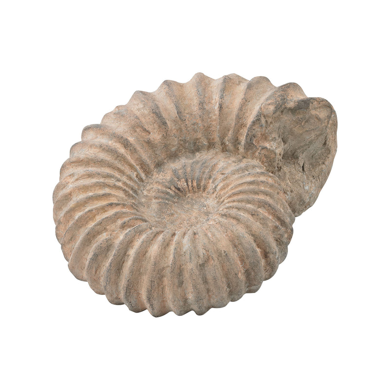 2182-017 Cretaceous Ancient Shell Sculpture, Sculpture, Dimond Home, - ReeceFurniture.com - Free Local Pick Ups: Frankenmuth, MI, Indianapolis, IN, Chicago Ridge, IL, and Detroit, MI