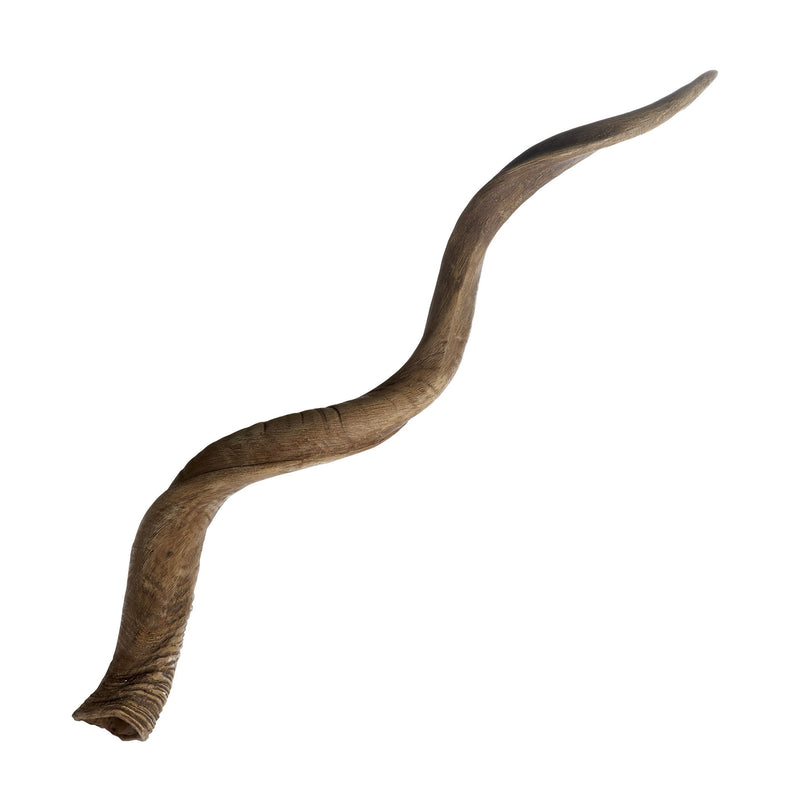 225020 Blonde Curved Kudu Horn, Accessory, Dimond Home, - ReeceFurniture.com - Free Local Pick Ups: Frankenmuth, MI, Indianapolis, IN, Chicago Ridge, IL, and Detroit, MI