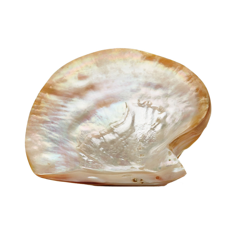 784084 Pearl Shell Plate Dish - RauFurniture.com